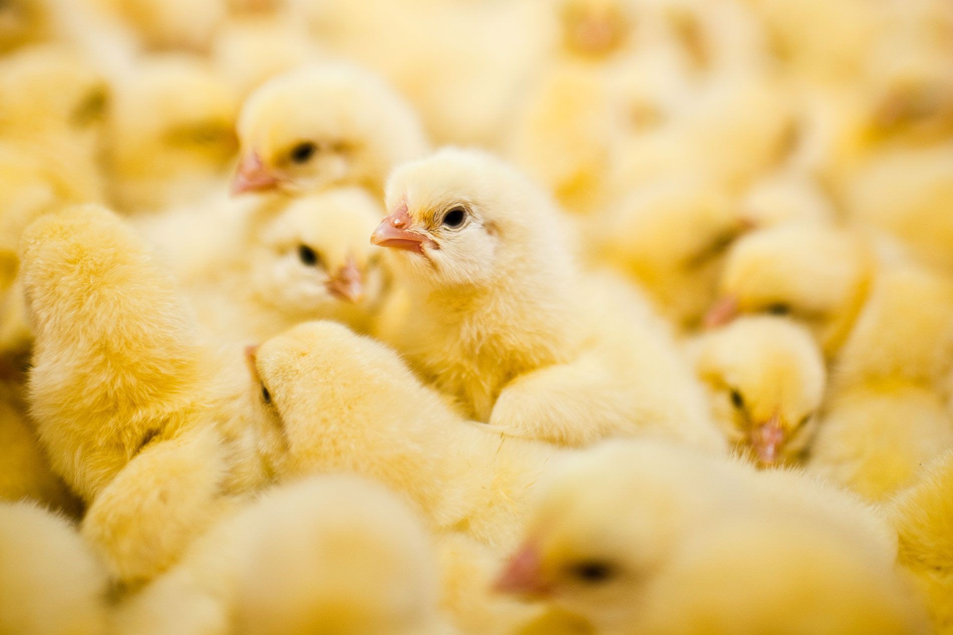 Day-old chicks