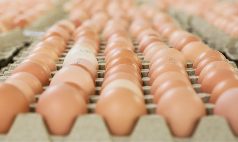 Hatching eggs